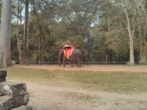 Angkor Archaeological Park - elephant 1