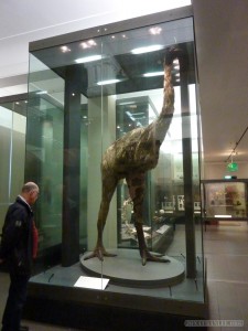 Auckland - Auckland musem huge emu