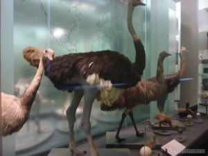 Auckland - Auckland museum emu