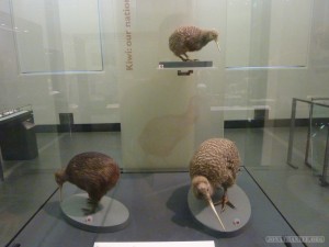 Auckland - Auckland museum kiwi