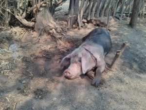 Bagan - pig on the road