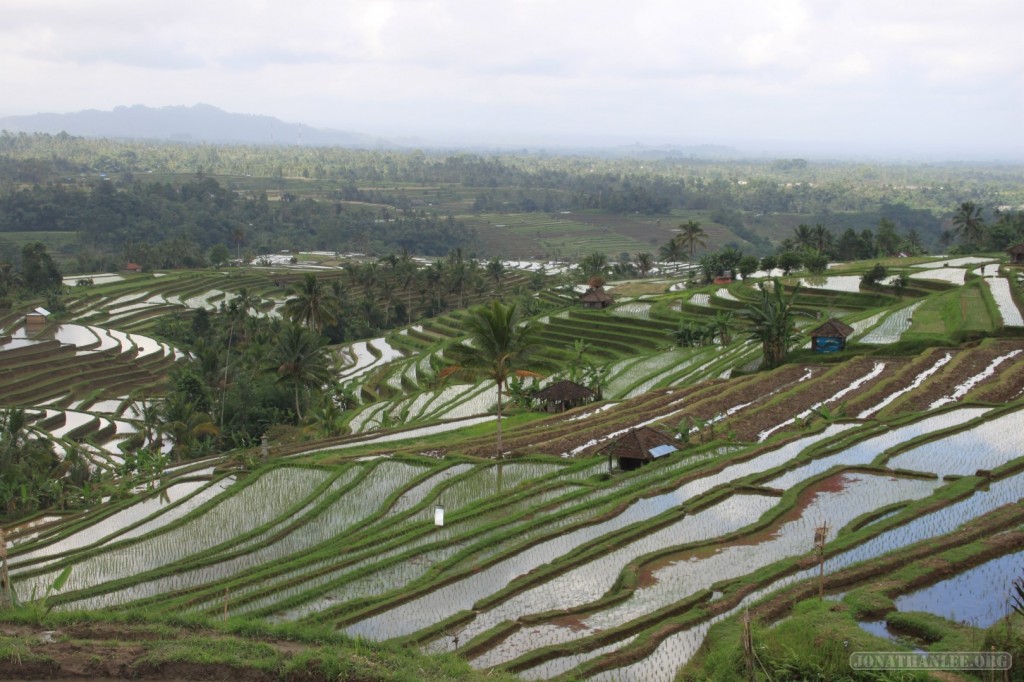 rice terraces of Bali - scenery 7