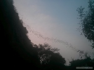 Battambang - bats 1