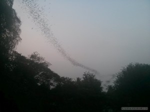 Battambang - bats 2