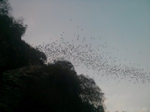 Battambang - bats 3