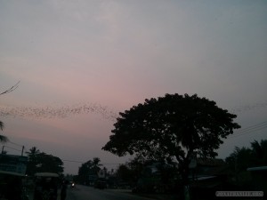 Battambang - bats 4