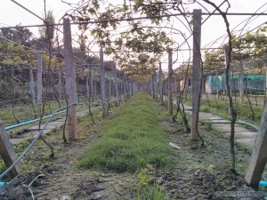 Battambang - wine tasting vineyard