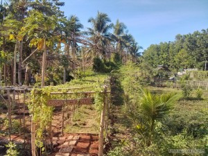 Bohol - Coco farm hostel farm