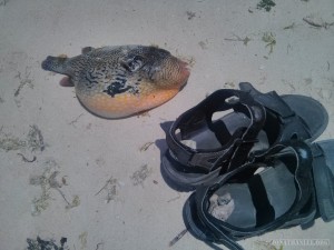 Bohol - hidden beach pufferfish