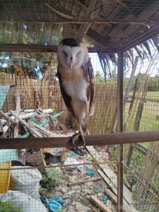 Bohol tour - hoot owl