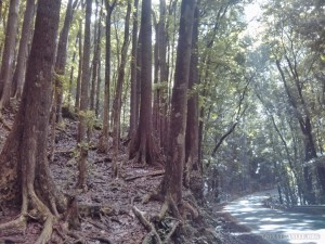 Bohol tour - manmade forest