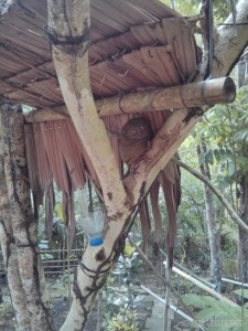 Bohol tour - tarsiers 1