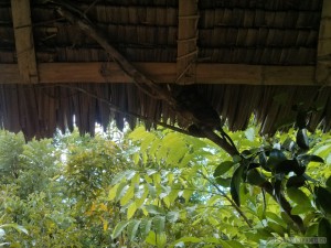 Bohol tour - tarsiers 3