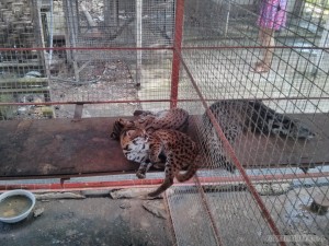 Bohol tour - tiger cat