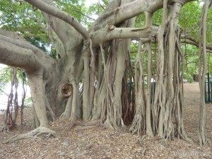 Brisbane - rooty tree