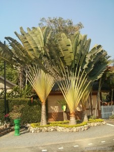 Chiang Mai - cooking class palm trees