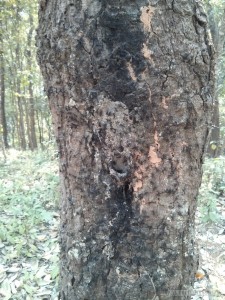 Chiang Mai trekking - ants on tree