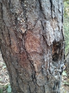 Chiang Mai trekking - easy to burn tree