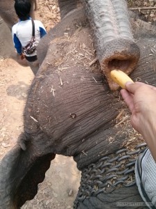 Chiang Mai trekking - elephant feeding 1