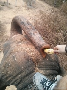 Chiang Mai trekking - elephant feeding 2