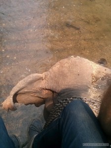 Chiang Mai trekking - elephant over river