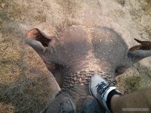 Chiang Mai trekking - elephant view from top