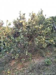 Chiang Mai trekking - lime tree