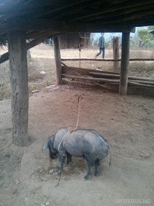 Chiang Mai trekking - pig on leash