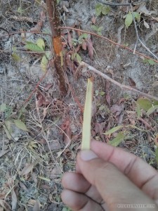 Chiang Mai trekking - tiger balm plant