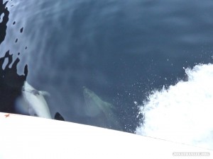 Fiordlands - cruise dolphins 1
