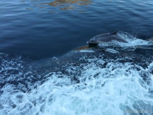 Fiordlands - cruise dolphins 2