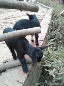 Ethnology museum goats