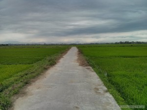 Hoi An - biking road through rice fields