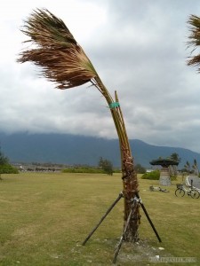 Hualien - coastline trail blown tree