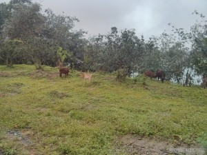 Hue - biking cows in rain