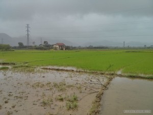 Hue - biking rice fields in rain