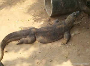 Jakarta - Komodo dragon 2