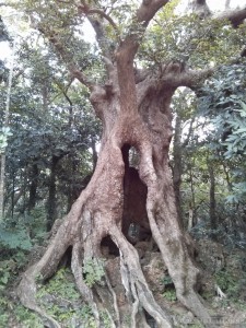 Kenting - forest recreation area hollow tree