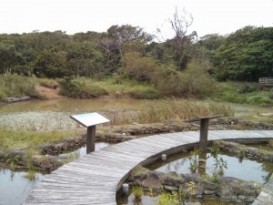 Kenting - forest recreation area pond plants