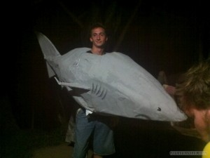 Koh Tao - stolen shark