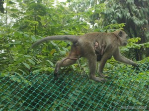 Kuala Lumpur - monkey and baby monkey