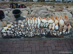 Kuta Bali - shells by the seashore