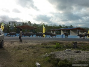 Lombok - cattle on the road 2