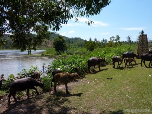 Lombok - cattle watering hole