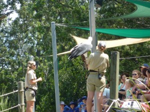 Lone Pine sanctuary - birds of prey 1