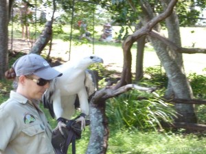 Lone Pine sanctuary - birds of prey 2