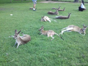 Lone Pine sanctuary - kangaroos