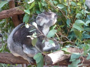 Lone Pine sanctuary - koala grazing