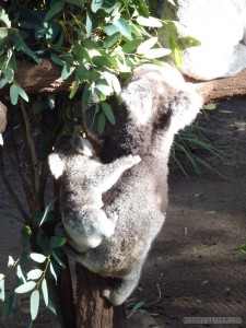 Lone Pine sanctuary - koala mother and child