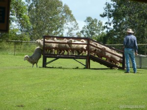 Lone Pine sanctuary - sheep herding